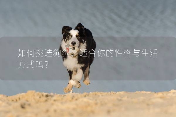 如何挑選狗狗,適合你的性格與生活方式嗎? 如何挑選狗狗,適合你的性格與生活方式嗎?