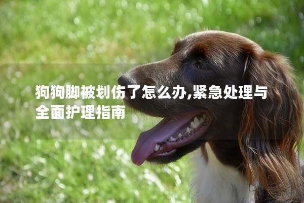 狗狗腳被劃傷了怎么辦,緊急處理與全面護理指南