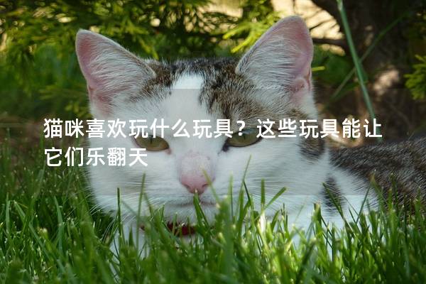貓咪喜歡玩什么玩具？這些玩具能讓它們樂翻天