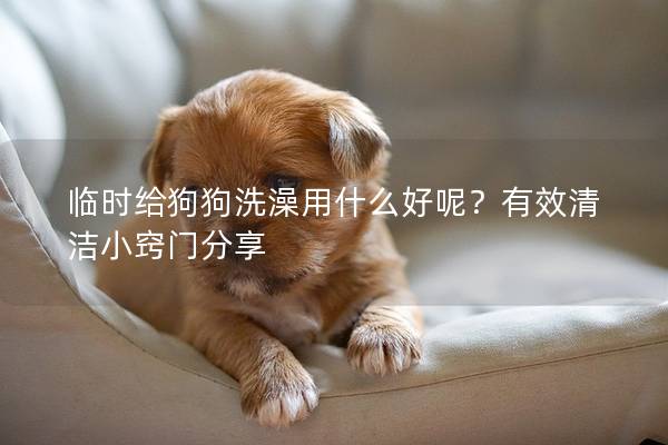臨時給狗狗洗澡用什么好呢？有效清潔小竅門分享