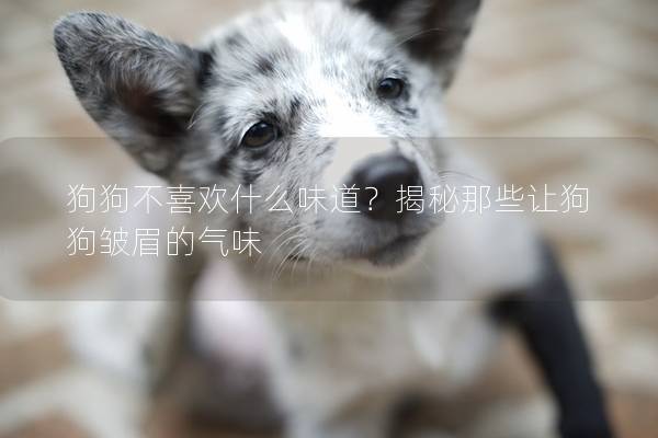 狗狗不喜歡什么味道？揭秘那些讓狗狗皺眉的氣味