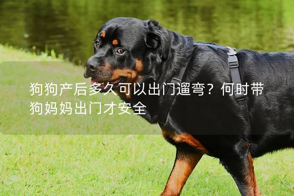 狗狗產后多久可以出門遛彎？何時帶狗媽媽出門才安全