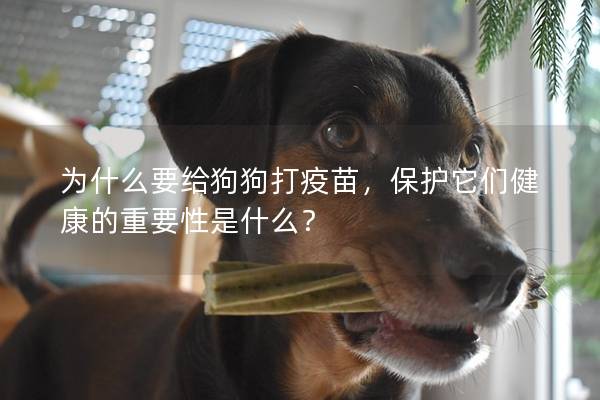 為什么要給狗狗打疫苗，保護(hù)它們健康的重要性是什么？