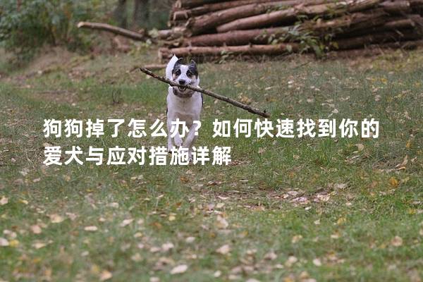 狗狗掉了怎么辦？如何快速找到你的愛犬與應對措施詳解