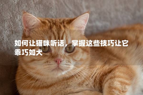 如何讓貓咪聽話，掌握這些技巧讓它乖巧如犬