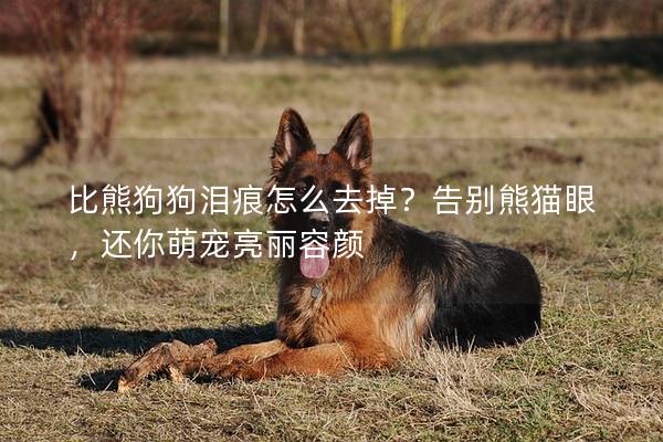 比熊狗狗淚痕怎么去掉？告別熊貓眼，還你萌寵亮麗容顏
