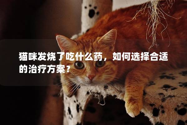 貓咪發燒了吃什么藥，如何選擇合適的治療方案？