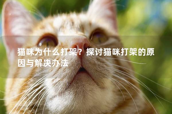貓咪為什么打架？探討貓咪打架的原因與解決辦法