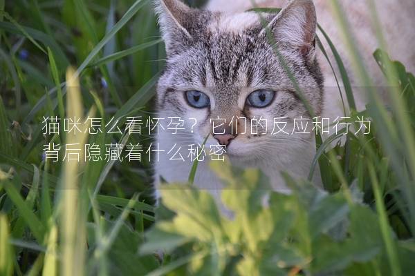 貓咪怎么看懷孕？它們的反應和行為背后隱藏著什么秘密