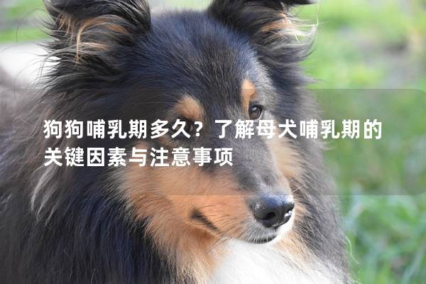狗狗哺乳期多久？了解母犬哺乳期的關(guān)鍵因素與注意事項