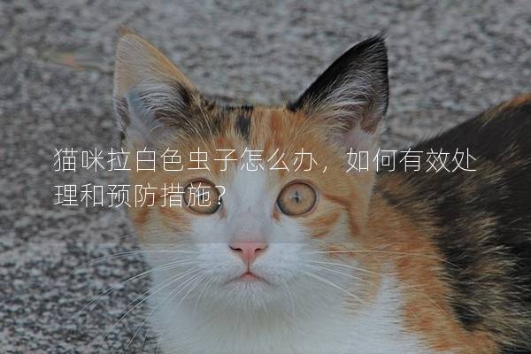 貓咪拉白色蟲子怎么辦，如何有效處理和預防措施？