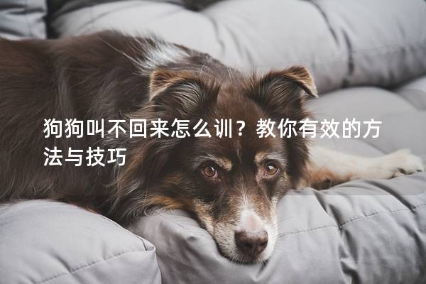狗狗叫不回來怎么訓(xùn)？教你有效的方法與技巧