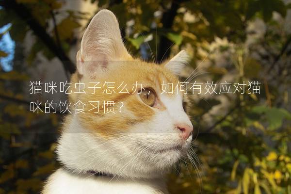 貓咪吃蟲子怎么辦，如何有效應(yīng)對貓咪的飲食習慣？