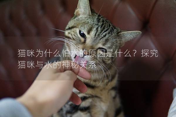 貓咪為什么怕水的原因是什么？探究貓咪與水的神秘關(guān)系