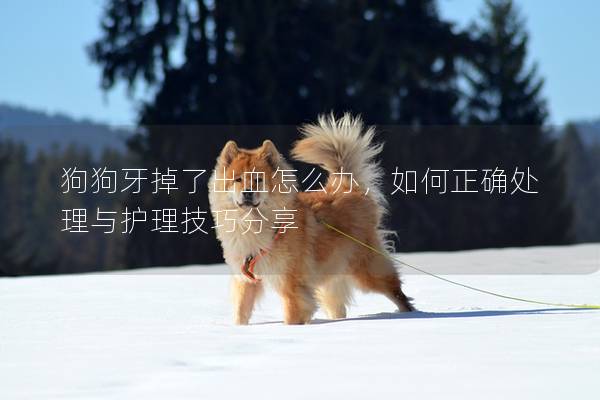 狗狗牙掉了出血怎么辦，如何正確處理與護理技巧分享