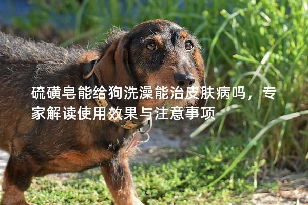 硫磺皂能給狗洗澡能治皮膚病嗎，專家解讀使用效果與注意事項(xiàng)