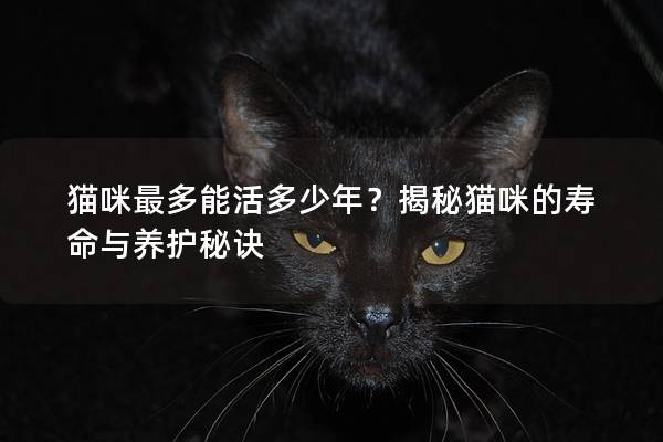 貓咪最多能活多少年？揭秘貓咪的壽命與養護秘訣