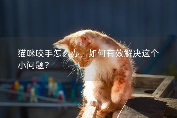 貓咪咬手怎么辦,如何有效解決這個(gè)小問題? 貓咪咬手怎么辦,如何有效解決這個(gè)小問題?