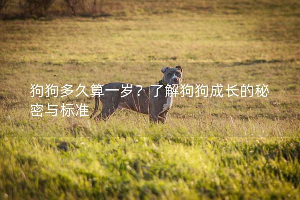 狗狗多久算一歲？了解狗狗成長的秘密與標準