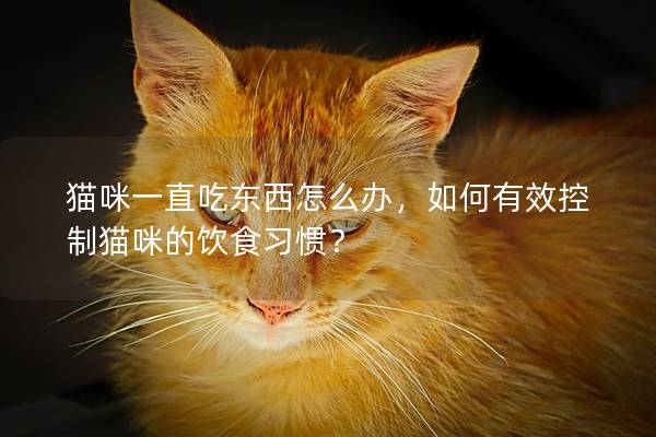 貓咪一直吃東西怎么辦，如何有效控制貓咪的飲食習(xí)慣？