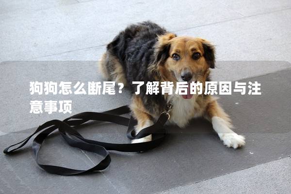 狗狗怎么斷尾？了解背后的原因與注意事項(xiàng)