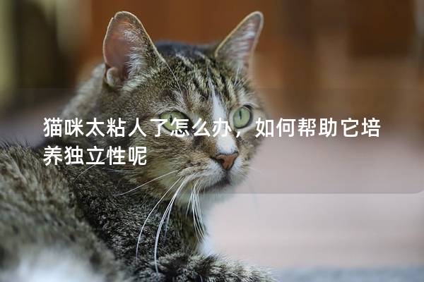 貓咪太粘人了怎么辦，如何幫助它培養獨立性呢