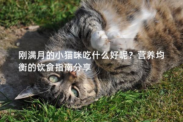 剛滿月的小貓咪吃什么好呢？營養(yǎng)均衡的飲食指南分享