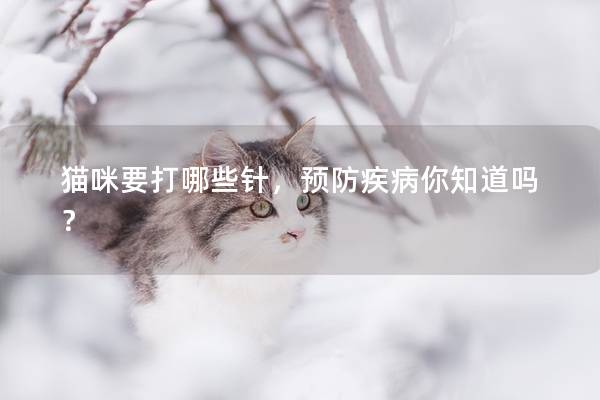 貓咪要打哪些針,預(yù)防疾病你知道嗎? 貓咪要打哪些針,預(yù)防疾病你知道嗎?