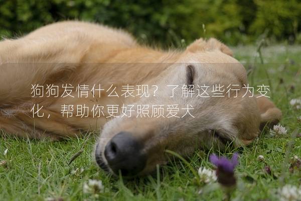 狗狗發情什么表現?了解這些行為變化,幫助你更好照顧愛犬 狗狗發情什么表現?了解這些行為變化,幫助你更好照顧愛犬