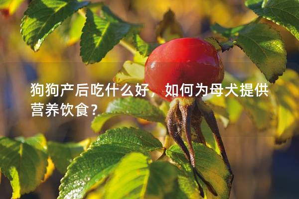 狗狗產后吃什么好，如何為母犬提供營養飲食？
