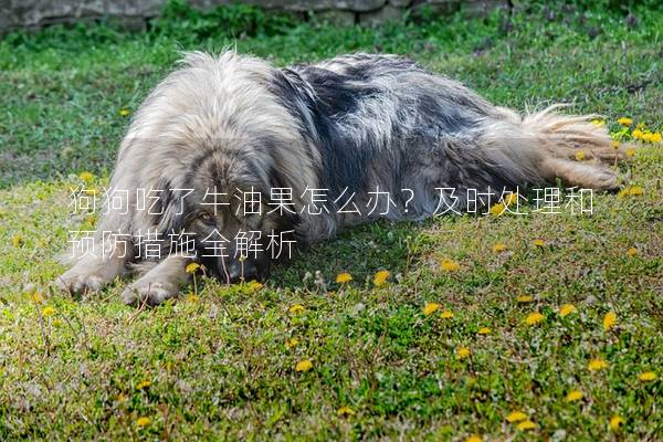 狗狗吃了牛油果怎么辦？及時處理和預防措施全解析