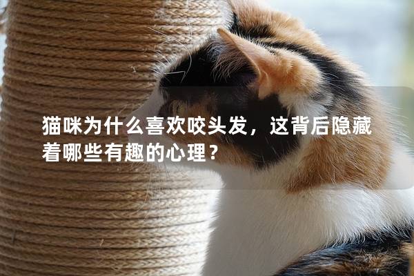 貓咪為什么喜歡咬頭發，這背后隱藏著哪些有趣的心理？