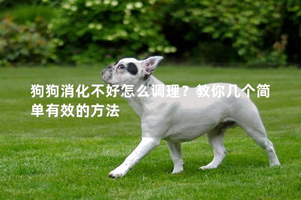 狗狗消化不好怎么調理?教你幾個簡單有效的方法 狗狗消化不好怎么調理?教你幾個簡單有效的方法