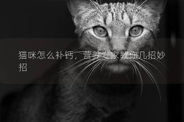 貓咪怎么補鈣，營養專家教你幾招妙招
