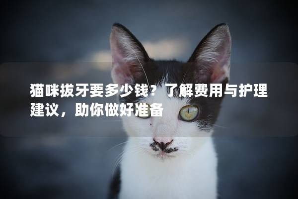 貓咪拔牙要多少錢？了解費用與護理建議，助你做好準備