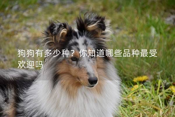 狗狗有多少種？你知道哪些品種最受歡迎嗎