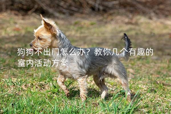 狗狗不出門怎么辦？教你幾個有趣的室內活動方案