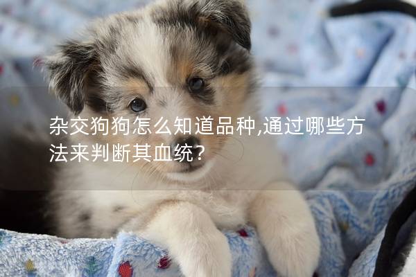 雜交狗狗怎么知道品種,通過哪些方法來判斷其血統(tǒng)？