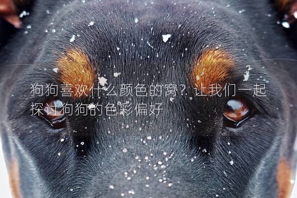狗狗喜歡什么顏色的窩?讓我們一起探討狗狗的色彩偏好 狗狗喜歡什么顏色的窩?讓我們一起探討狗狗的色彩偏好