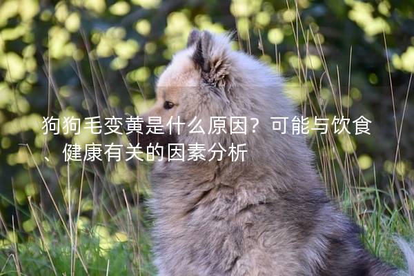 狗狗毛變黃是什么原因？可能與飲食、健康有關(guān)的因素分析