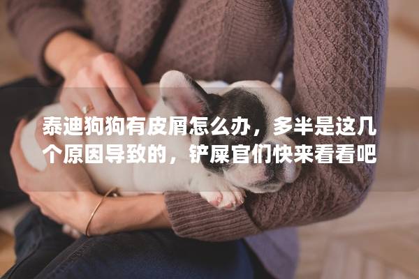 泰迪狗狗有皮屑怎么辦，多半是這幾個原因?qū)е碌模P屎官們快來看看吧