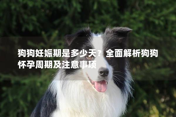 狗狗妊娠期是多少天？全面解析狗狗懷孕周期及注意事項(xiàng)