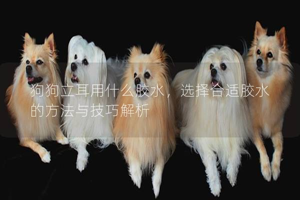狗狗立耳用什么膠水，選擇合適膠水的方法與技巧解析