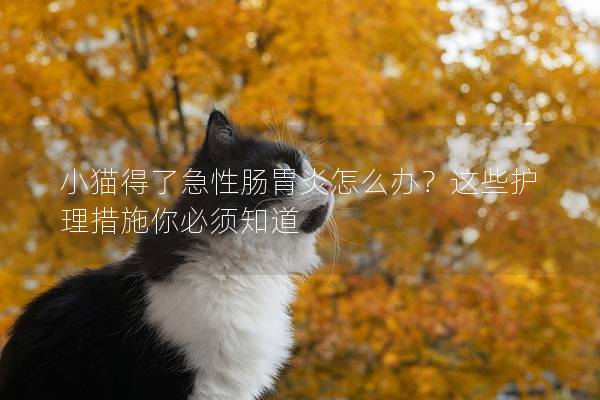 小貓得了急性腸胃炎怎么辦？這些護理措施你必須知道