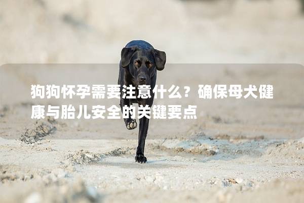 狗狗懷孕需要注意什么?確保母犬健康與胎兒安全的關鍵要點 狗狗懷孕需要注意什么?確保母犬健康與胎兒安全的關鍵要點