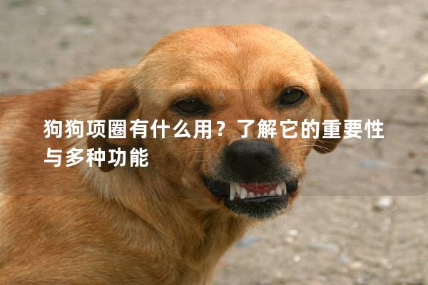 狗狗項(xiàng)圈有什么用？了解它的重要性與多種功能