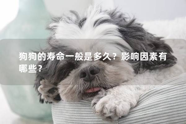 狗狗的壽命一般是多久？影響因素有哪些？