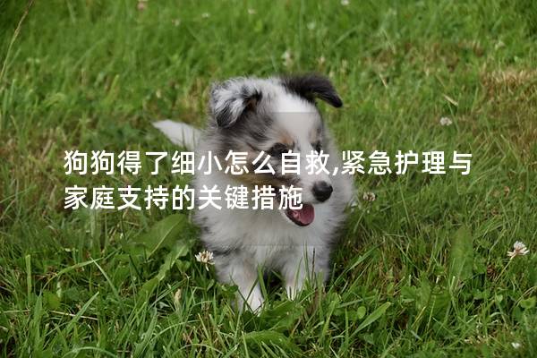 狗狗得了細小怎么自救,緊急護理與家庭支持的關鍵措施