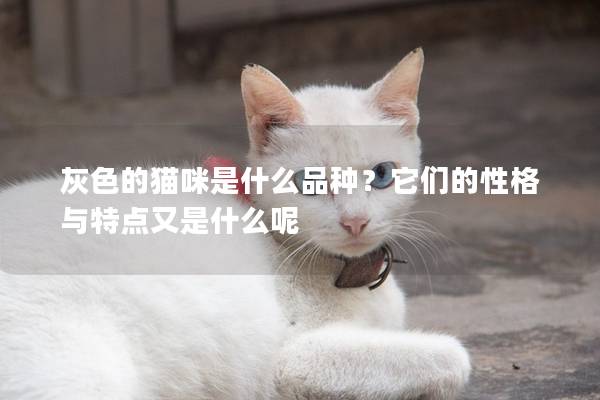 灰色的貓咪是什么品種？它們的性格與特點又是什么呢