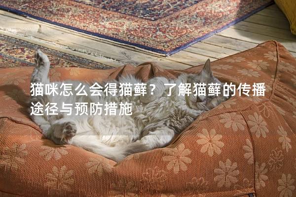 貓咪怎么會得貓蘚？了解貓蘚的傳播途徑與預防措施